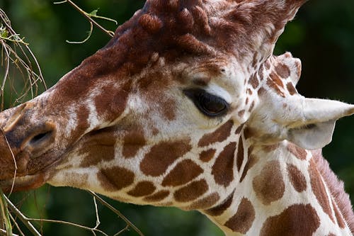 Giraffe in close up showing it's acial features in clear detail