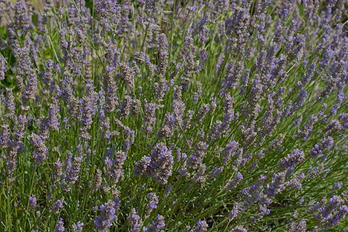 Dense lavender bush in full bloom