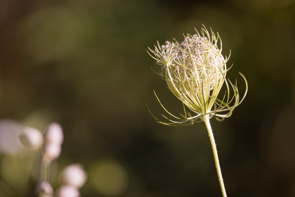 Fotobanka s bezplatnými fotkami na tému exteriéry, flóra, jemný