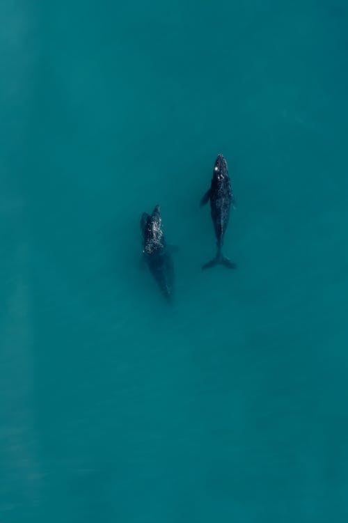 Fotos de stock gratuitas de agua, azul, ballenas