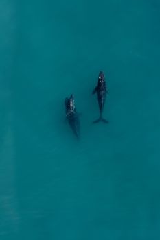Stunning aerial shot of whales swimming in the turquoise sea near Cabo San Lucas, Mexico.