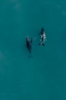 whale photo