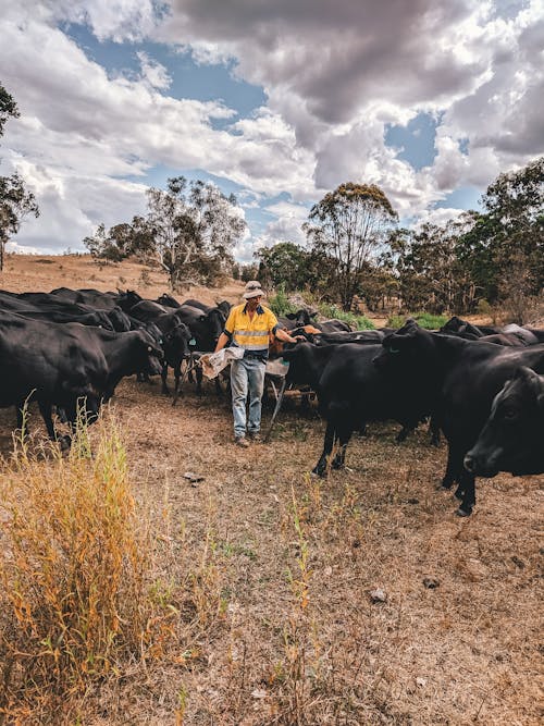 Fotobanka s bezplatnými fotkami na tému Austrália, dobytok, farma