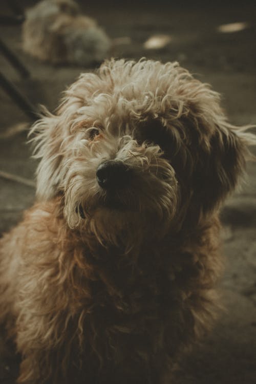 Photos gratuites de animaux de compagnie, blanc, caniche