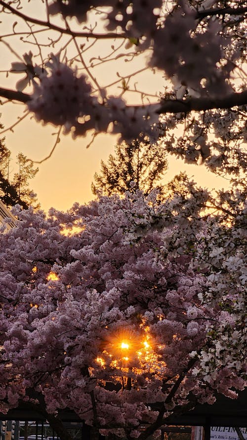 Ingyenes stockfotó Aranyló nap, cseresznyevirág témában