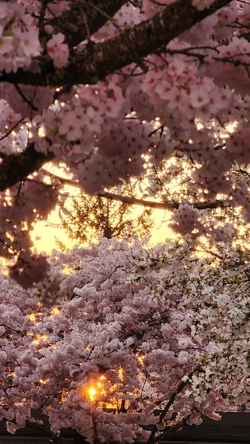 Cherry blossom and golden sunset