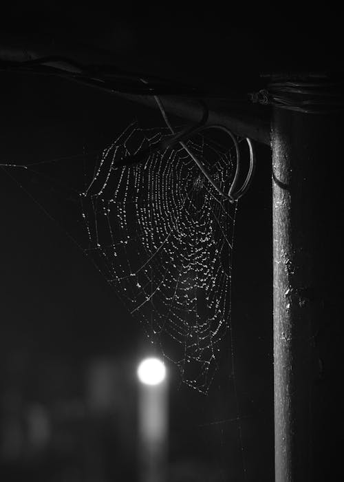 Free stock photo of cobweb, nightly, rain