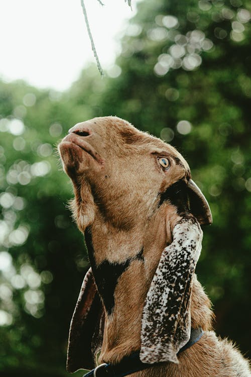 Foto stok gratis alam, fotografi binatang, kambing