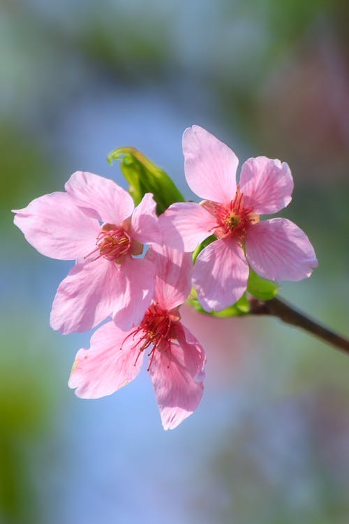 A close up of two pink flowers on a branch
