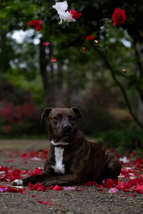 A dog laying on the ground surrounded by red petals