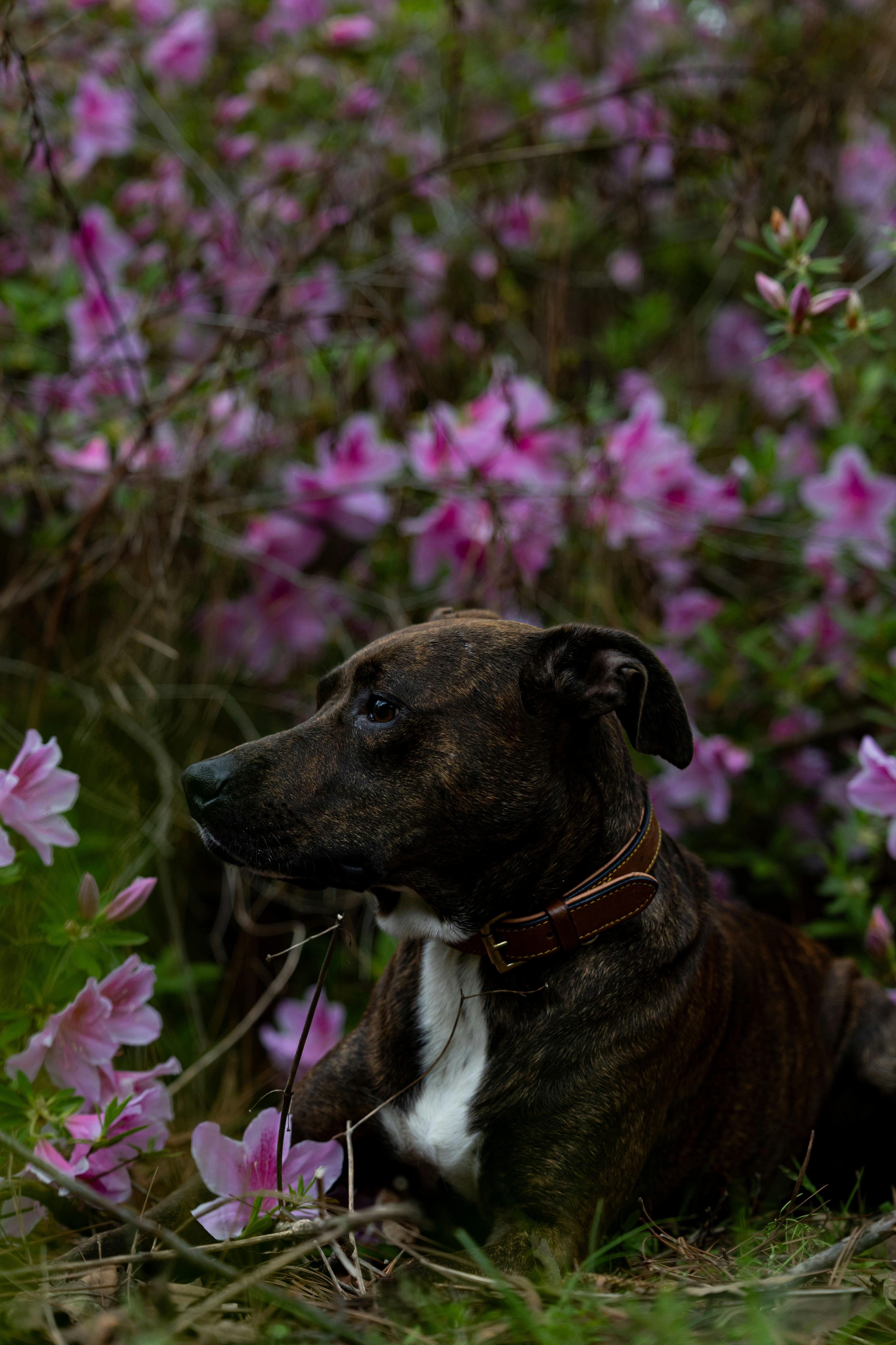 Purple flower dog collar best sale