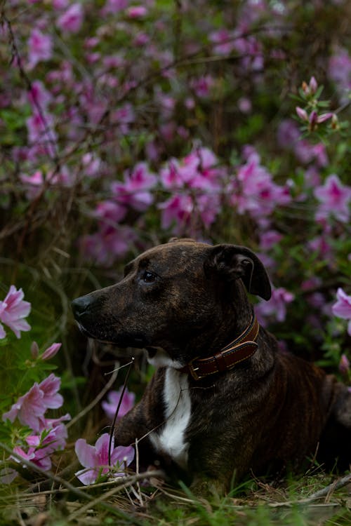 A dog is sitting in the middle of some flowers
