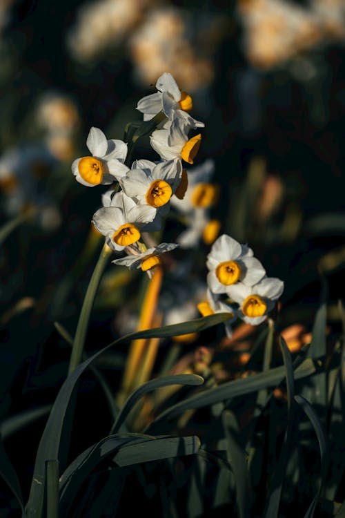 Foto d'estoc gratuïta de bellesa, brillant, florir