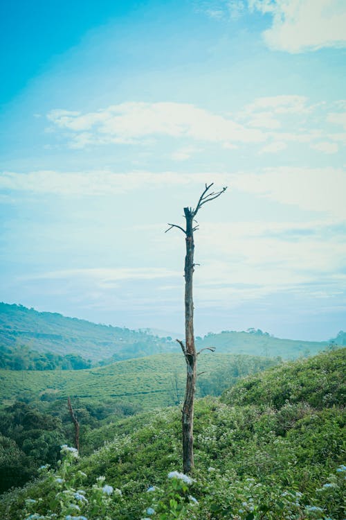 Foto profissional grátis de calmaria, céu, colinas verdes