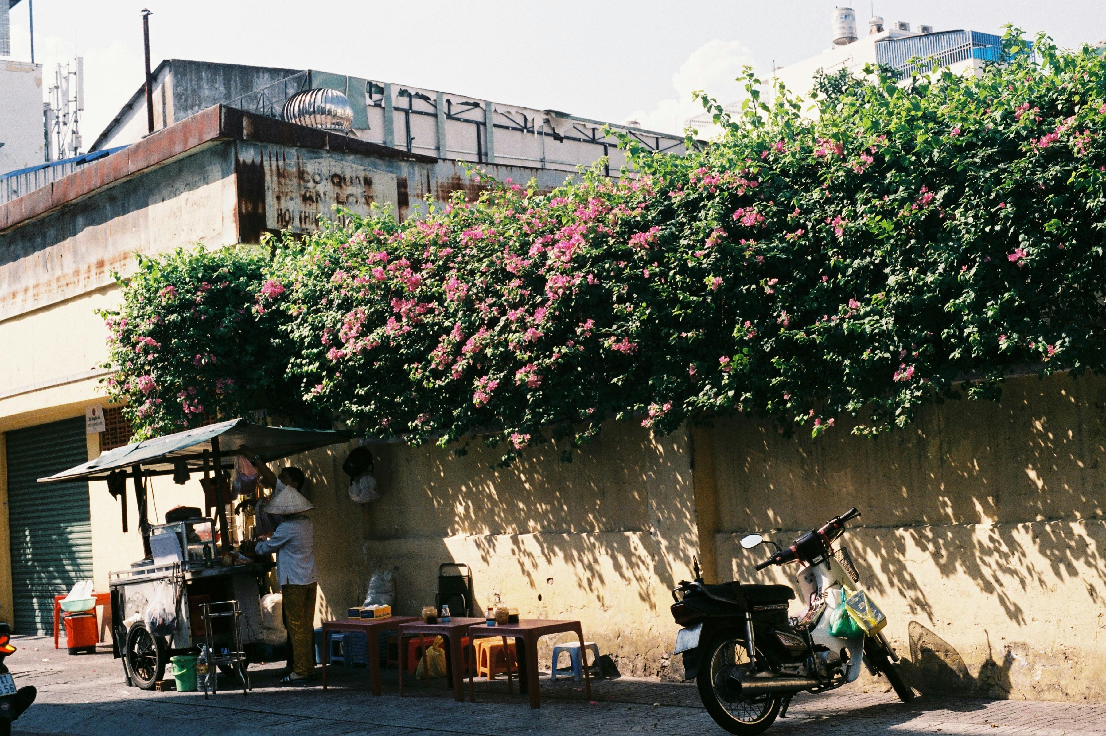 Free Street vendor under blooming bush, offering local food in urban setting. Stock Photo