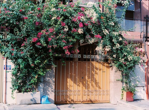 A gate with flowers growing on it