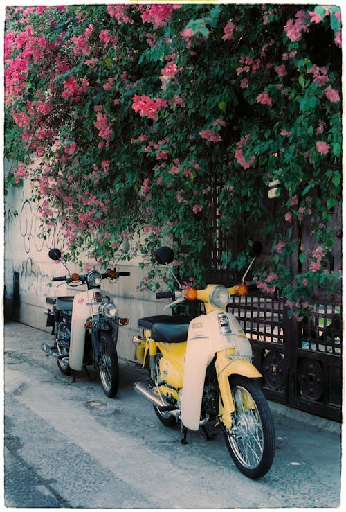 Two motorcycles parked next to a wall with pink flowers