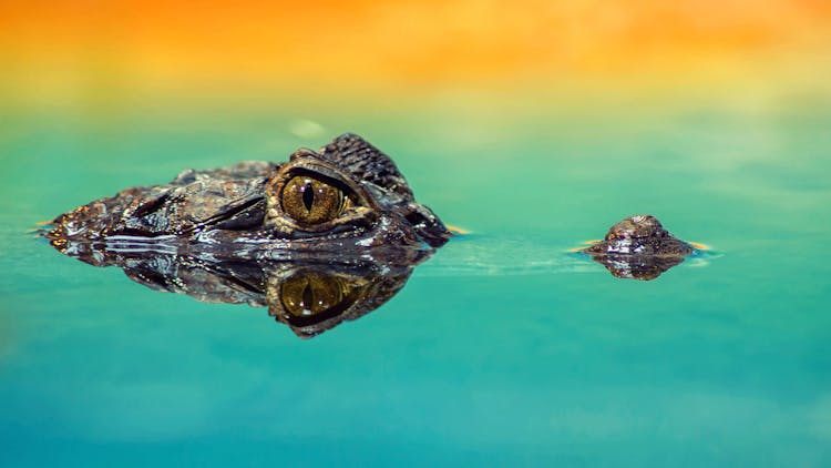 Crocodile On Still Body Of Water