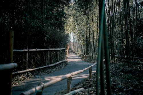 Free Clear Pathway in Line of Bamboo Trees Stock Photo
