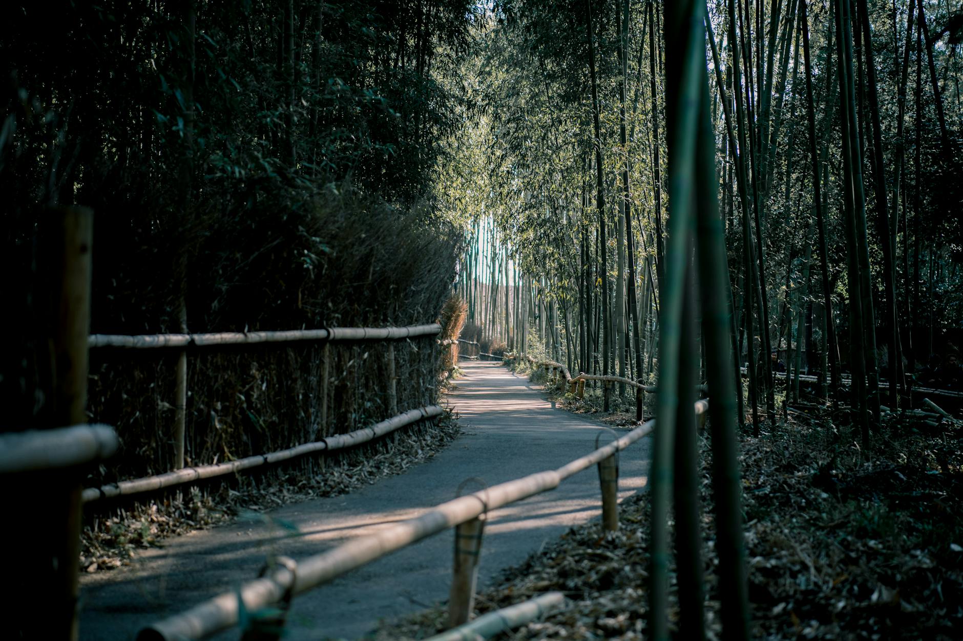 Clear Pathway in Line of Bamboo Trees