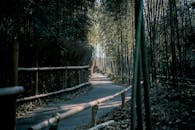 京都蓝山宁静的竹林小径，被郁郁葱葱的自然风光和柔和的灯光所环绕