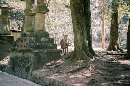 Hươu Nâu Gần Cây