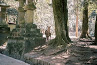 Brown Deer Near Tree