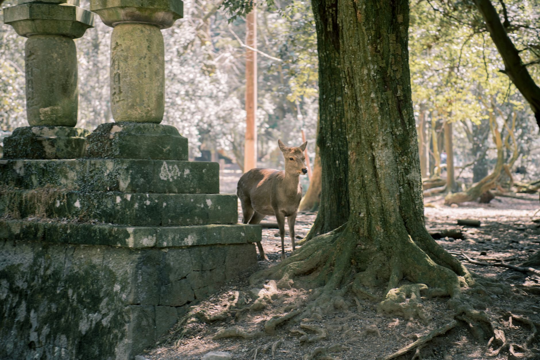 Nara, foto van Satoshi Hirayama