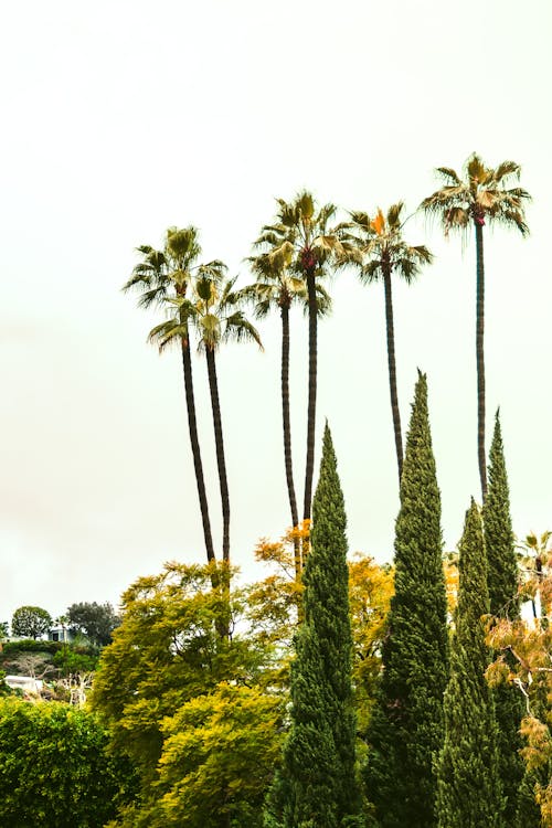Free stock photo of california, nature, palm tree