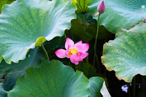 A pink lotus flower blooms in the middle of green leaves