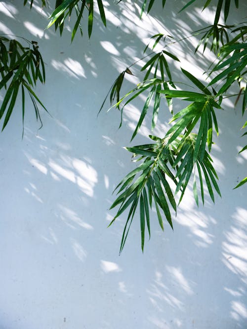 Бесплатное стоковое фото с бамбук, белая стена, вертикальный выстрел