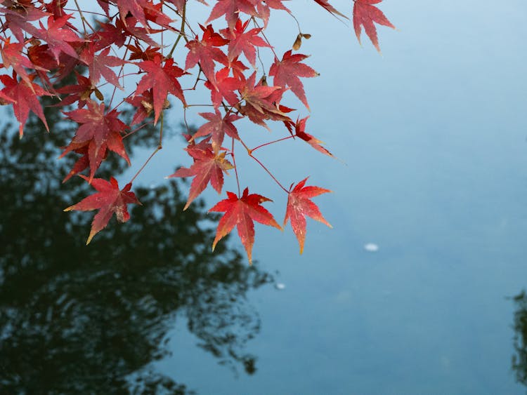 A Red Maple Leaf Is Hanging Over The Water