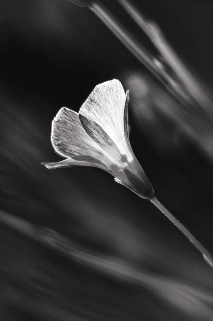 A striking black and white close-up of a delicate flower with soft lighting and blurred background.