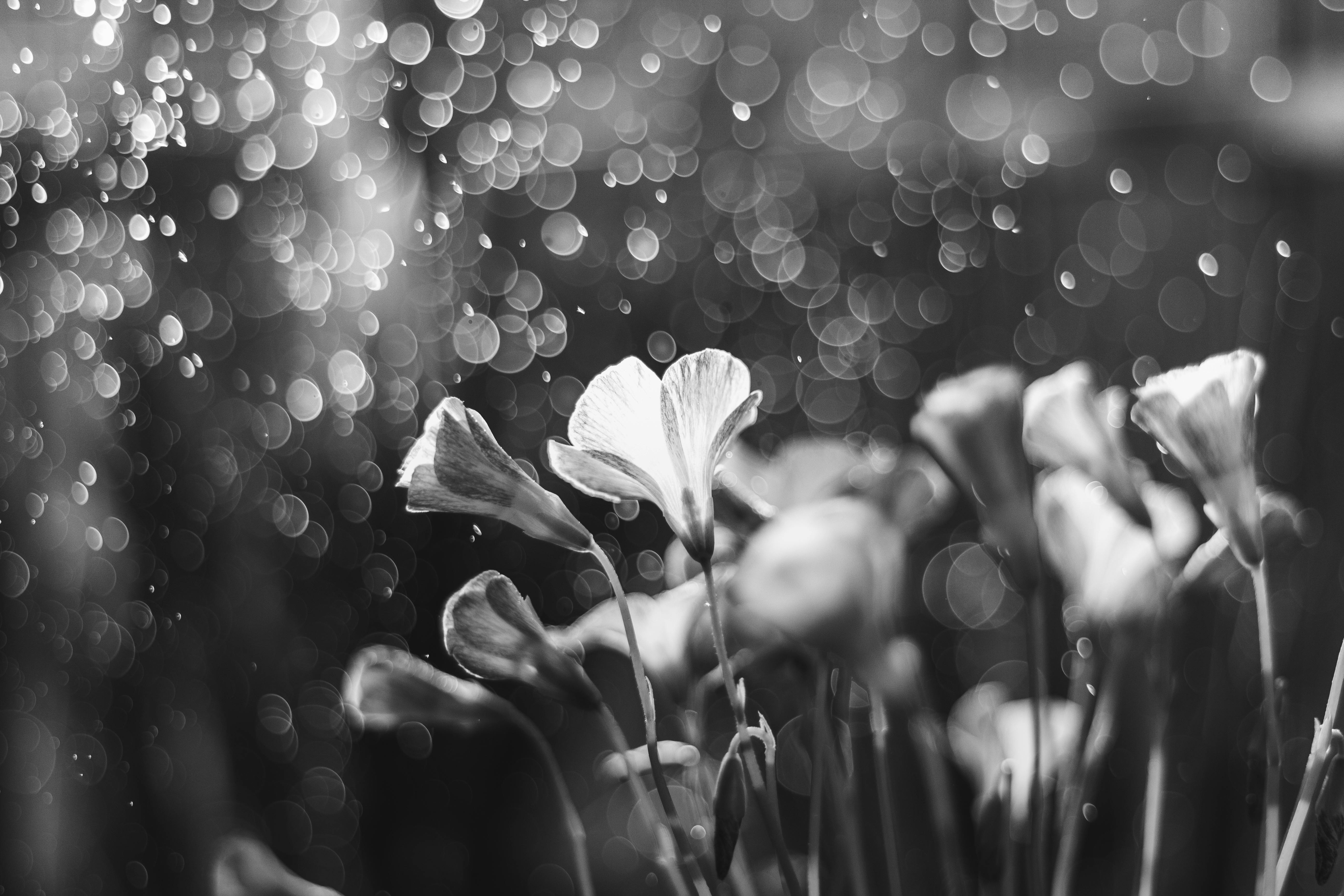 Black and white close-up of flowers in rain with a stunning bokeh background, showcasing natural beauty.