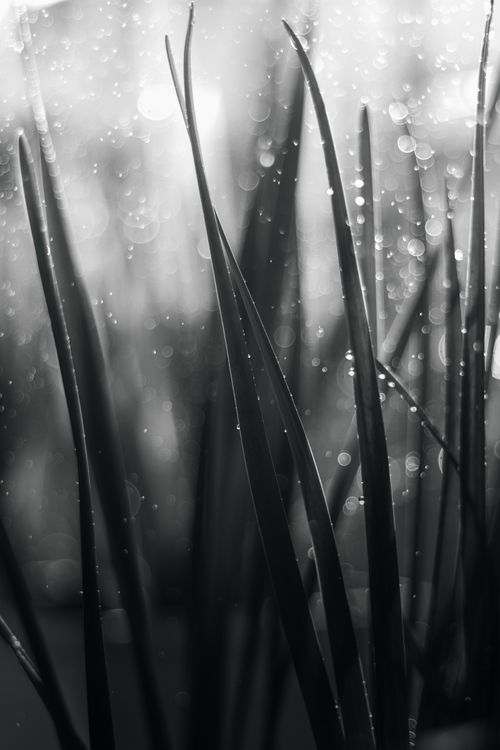 Free Artistic black and white macro of raindrops on grass, highlighting nature's beauty. Stock Photo