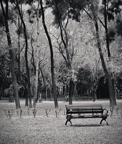 Δωρεάν στοκ φωτογραφιών με ασπρόμαυρο, δασικός, δέντρα