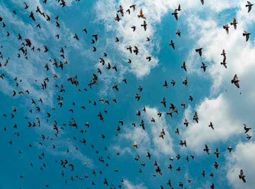 Бесплатное стоковое фото с летающий, небо, природа
