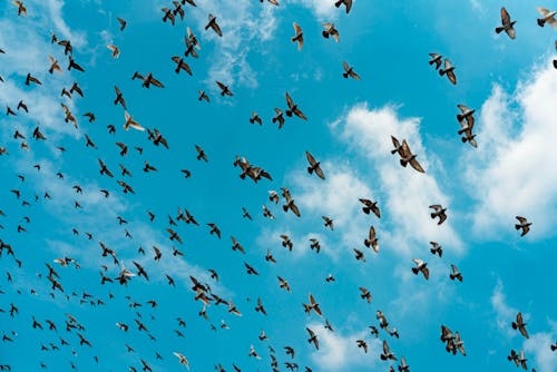 Бесплатное стоковое фото с воздух, голуби, летающий