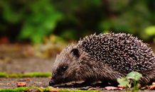 Brown Hedgehog on Soil