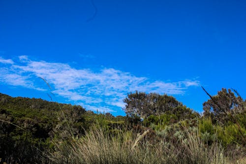 Kilimanjaro hiking