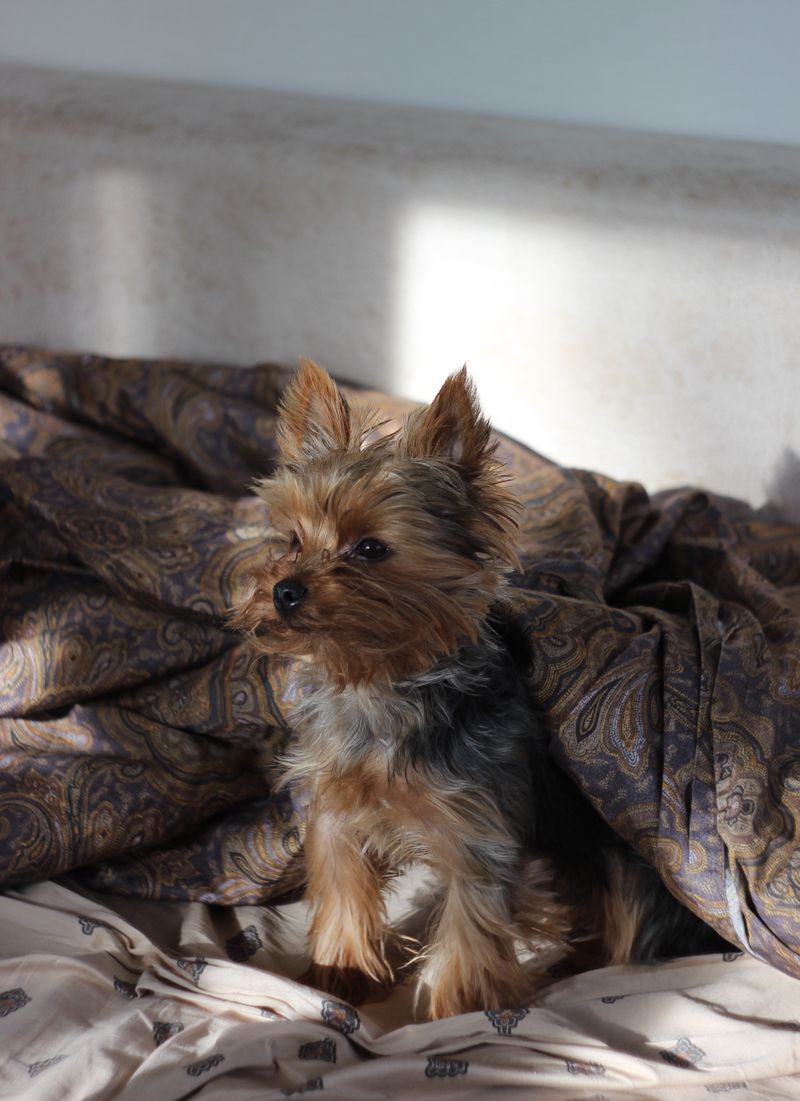 Penny - photo 1