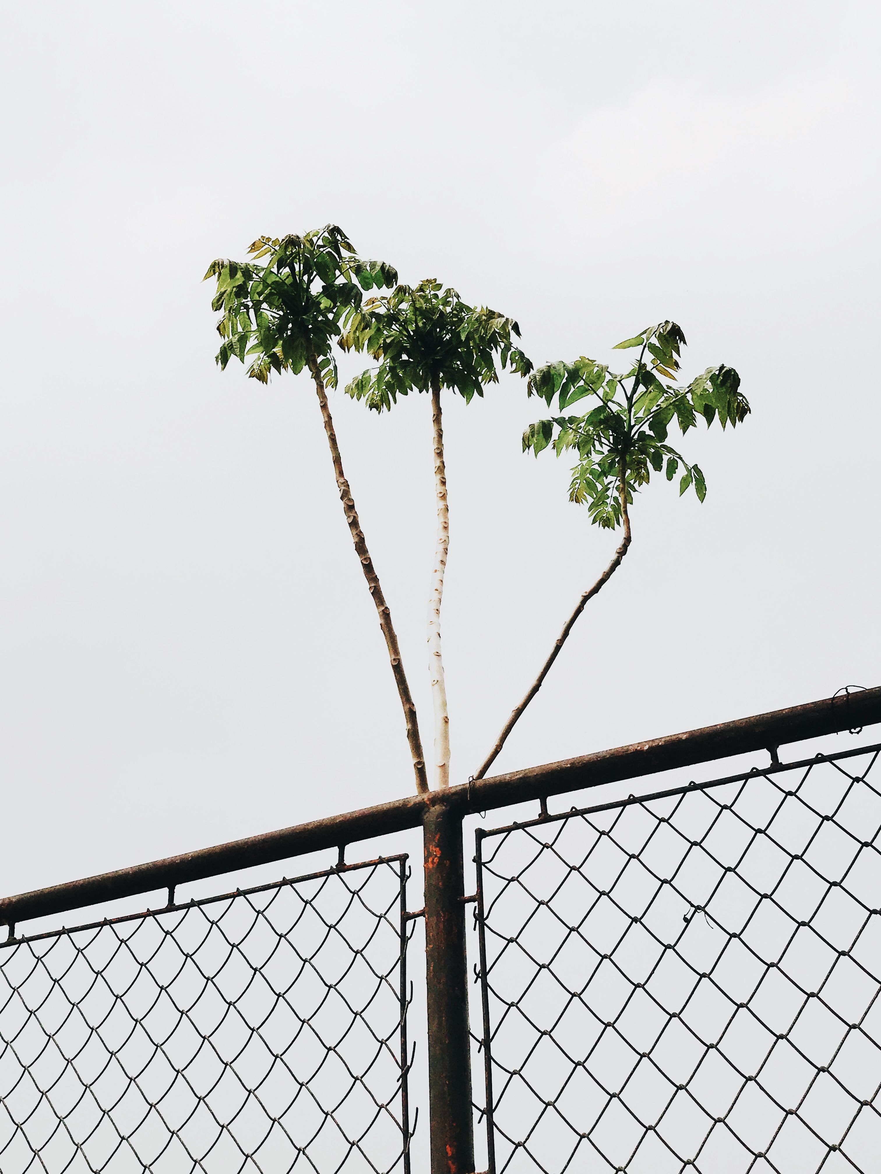 Small tree growing through a rusty chain link fence against a clear sky, symbolizing growth and resilience.