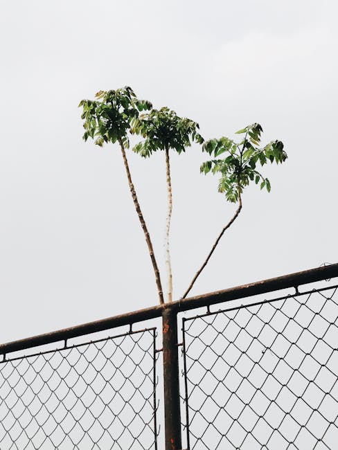 Tree Removal near Mira Loma CA