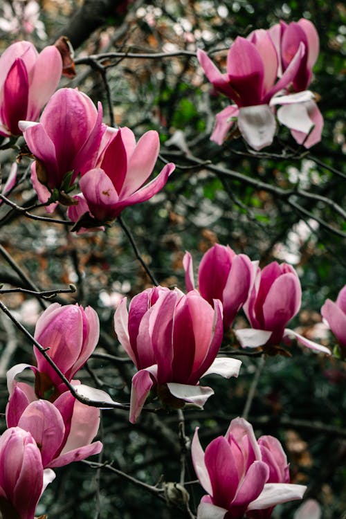 A close up of a pink magnolia tree