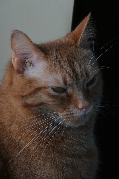 オレンジ色の猫, ネコ, ひげの無料の写真素材