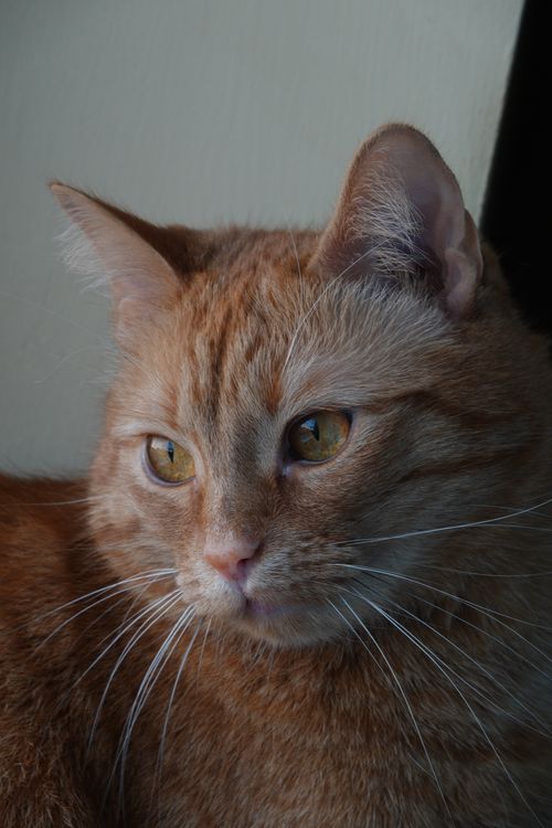 Free A close-up shot of a ginger cat with striking eyes, highlighting its fluffy fur. Stock Photo