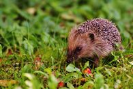 Brown Hedgehog on Grass Field Closuep Photography