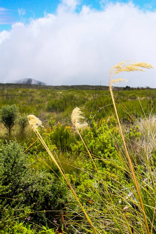 Kilimanjaro hiking