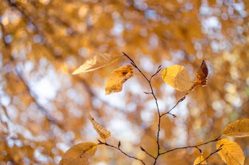 서어나무속 가을 나뭇잎 화창한 날 빛 Blured 나뭇잎 배경