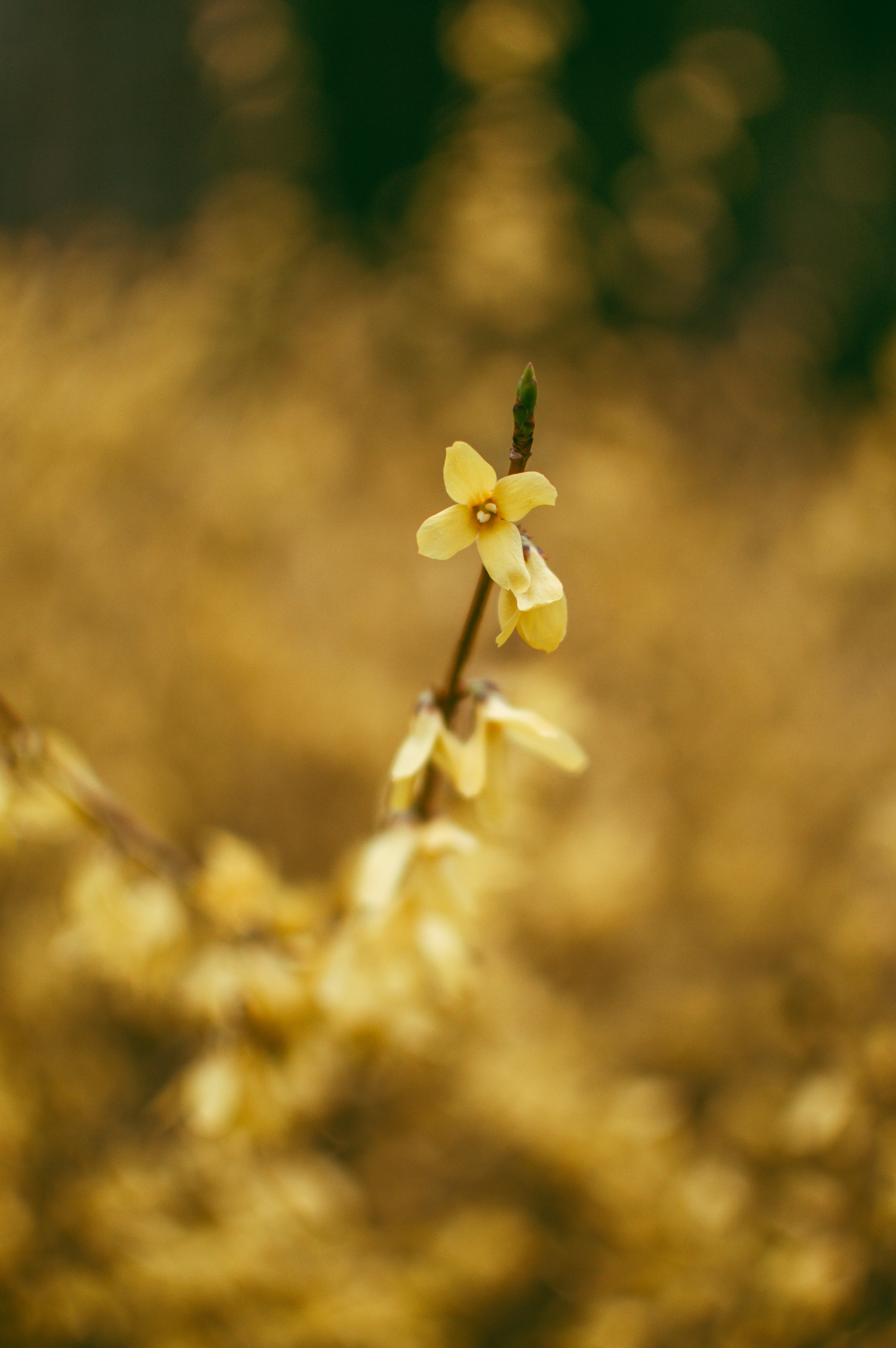 Close-up of a forsythia flower in bloom, capturing the essence of spring in Łódź, Poland.